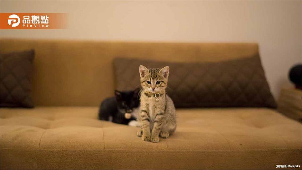 軍人約女同學「來我家看貓」性侵！判刑3年6月