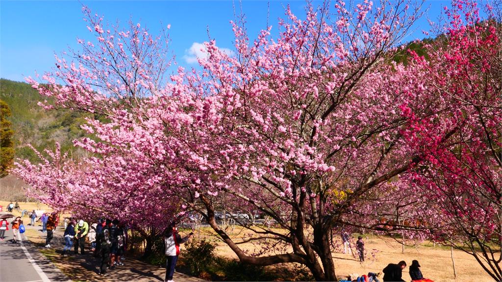 武陵農場櫻花祭將登場　總量管制六千人拚防疫