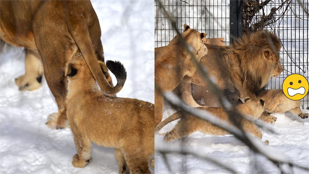 屁孩獅好奇「搗蛋」爸氣炸狂追！母急制止「險釀家暴」超高張力畫面曝