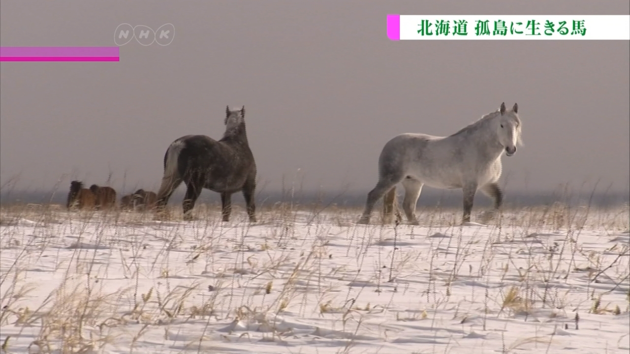 冰天雪地裡的最後身影...北海道孤島馬群走向滅絕