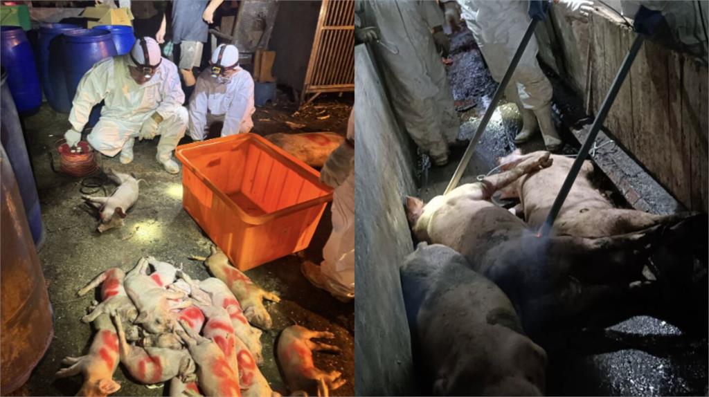 台中爆發非洲豬瘟   食藥署點名嚴查「東南亞、中國」食品