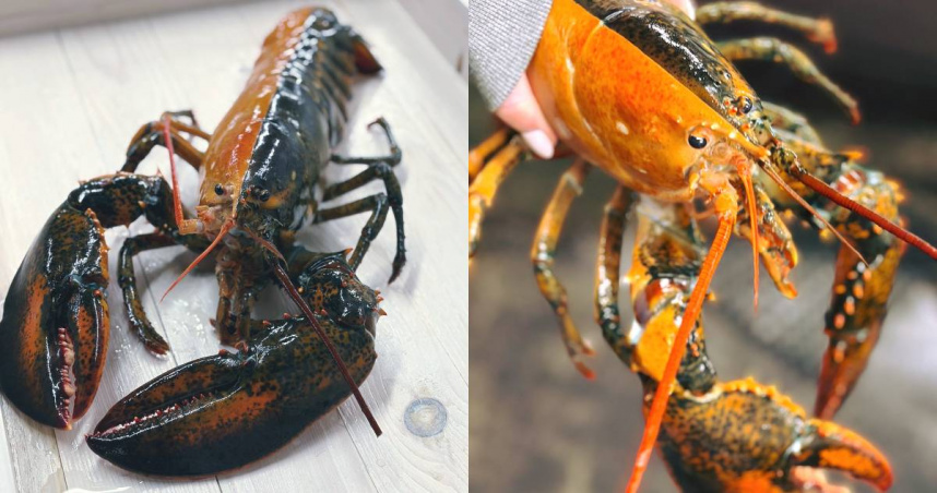 美漁民捕獲超罕見「雙側分色」龍蝦！機率僅五千萬分之一　專家揭原因