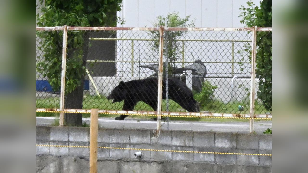 入秋日本熊擅闖民宅　「人貓協力」戰勝大野熊