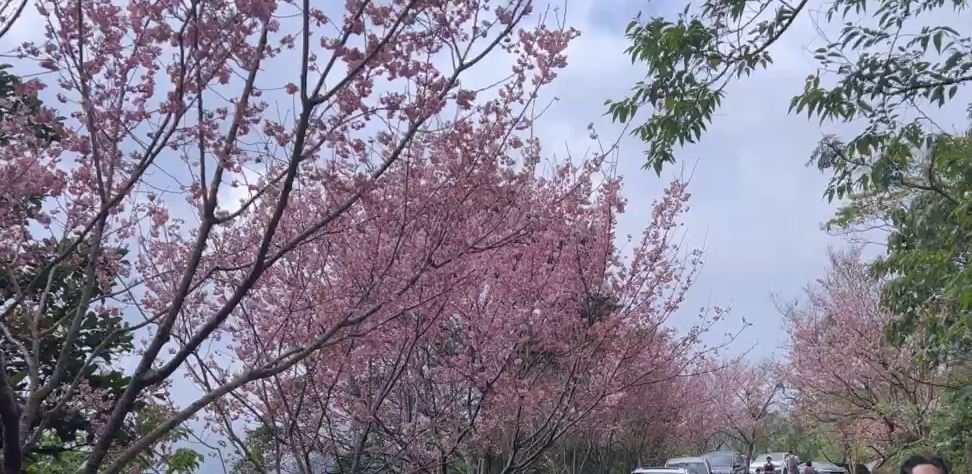 櫻花季開跑！宜蘭燈篙林道　滿山滿谷櫻花盛開超夢幻