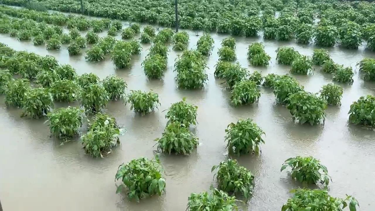 雲林農民心碎！　大雨狂轟農田泡水