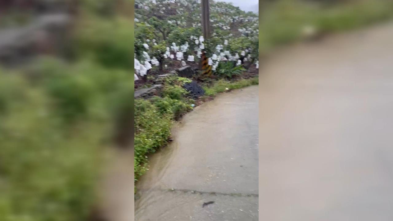 南部雨彈狂炸! 屏東香蕉.芒果泡水 果農損失難估計