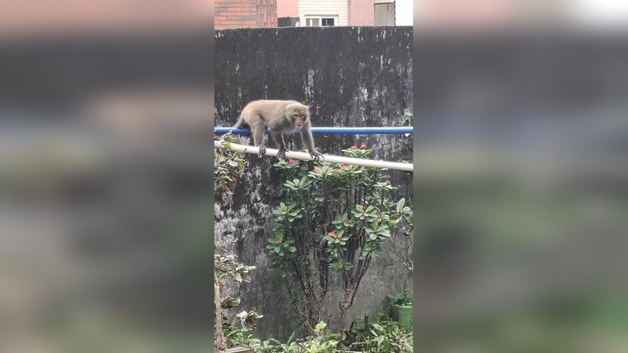 快新聞／瑞芳獼猴猖狂！與人鬥智逃捕捉　居民嚇到足不出戶