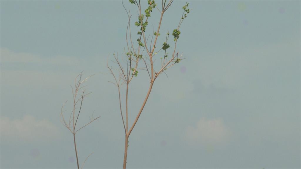 嘉義市民權東路「大樹換小樹」惹怨 市府：考量市容及樹木生長才移樹