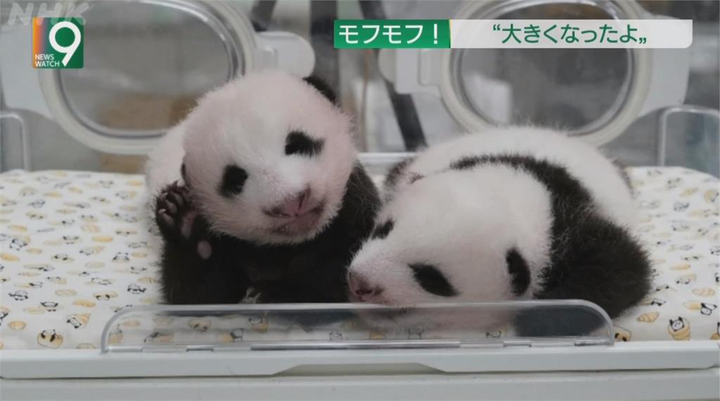 日上野貓熊雙胞胎徵名 周遭店家盼商機