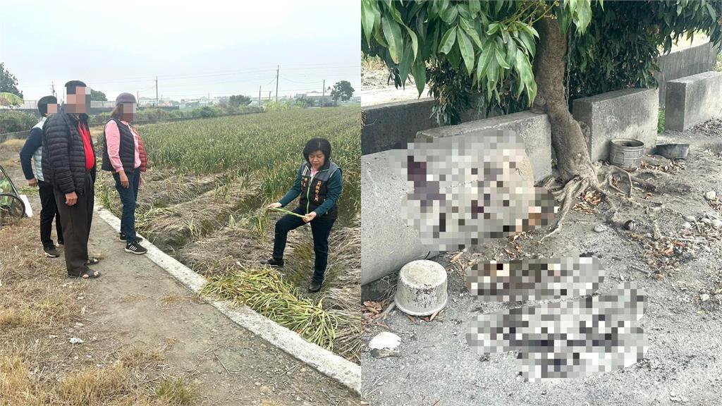 忠犬為守護蒜頭田遭賊「割喉殺害」倒臥血泊亡！手法殘忍農民崩潰了