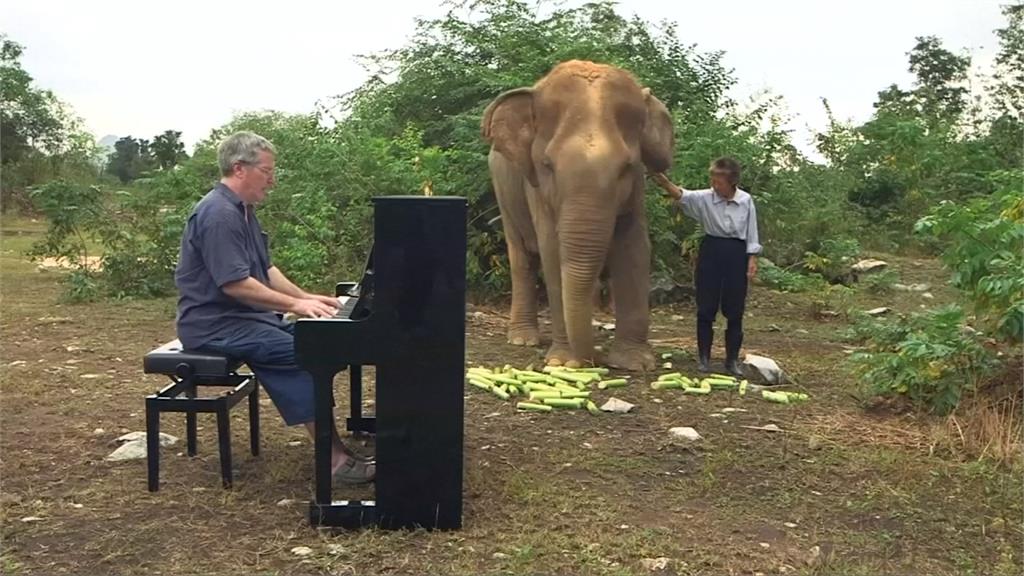 聽眾不是人？英鋼琴家用音樂撫慰大象