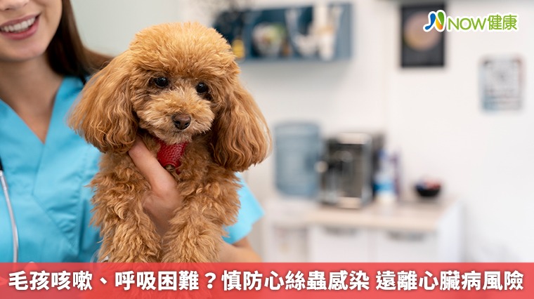 毛孩咳嗽、呼吸困難？慎防心絲蟲感染　遠離心臟病風險