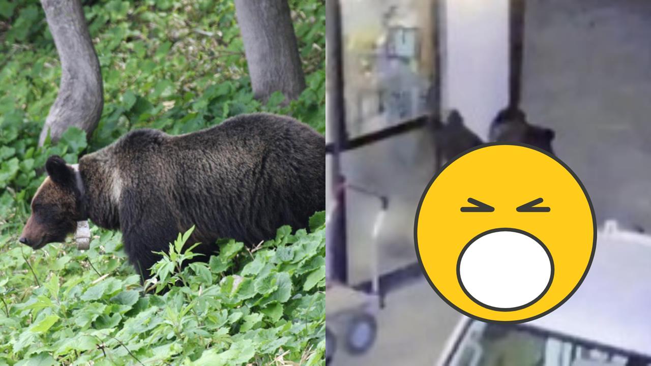 69歲男深夜突感受「呼吸聲、熱氣」！一睜眼竟是「野熊闖家門」驚險畫面曝