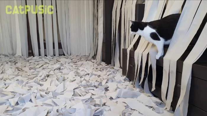《在衛生紙中玩瘋的貓皇》貓奴為主子打造遊戲間影片瘋傳