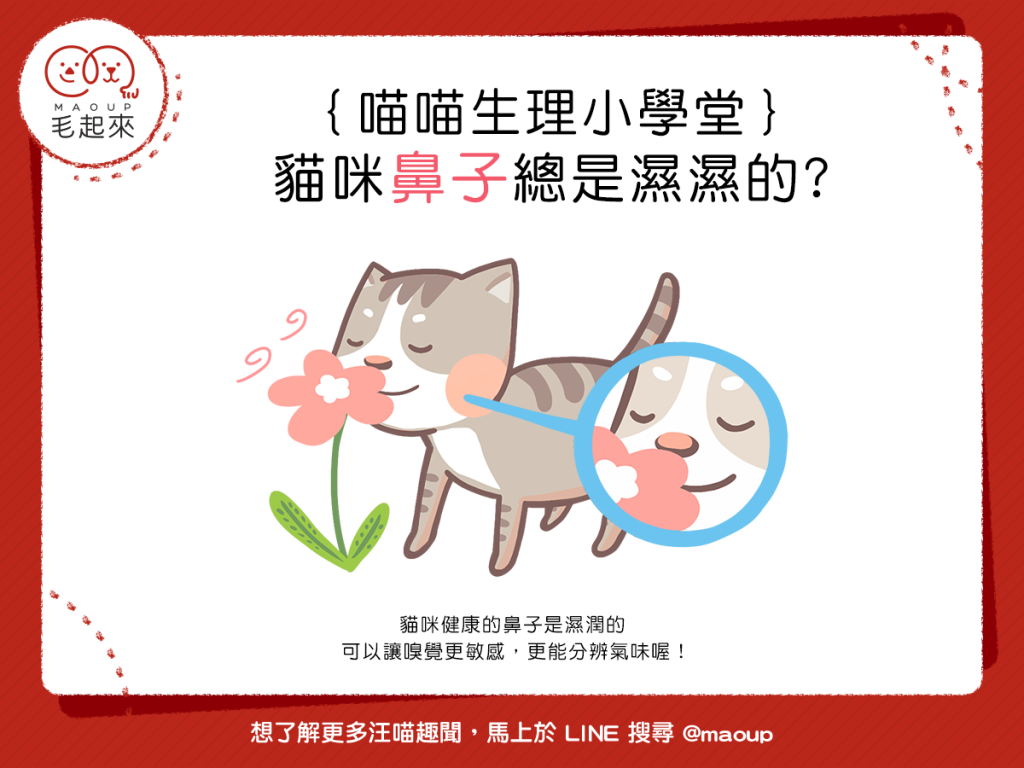 【喵喵小學堂】貓咪鼻子為什麼總是濕濕的？