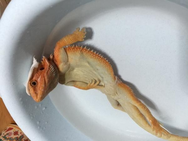 男子給「鬆獅蜥」泡溫水澡，然後牠就突然變成「中年大叔」了！