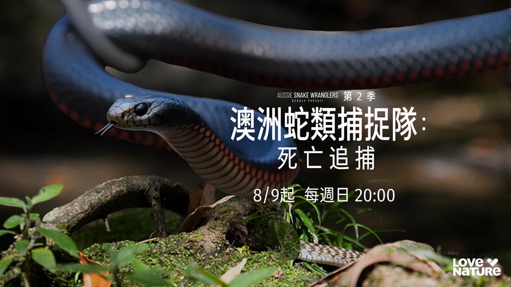 8月9日晚間8點!「四季線上: LOVE NATURE頻道」首播 驚險捕蛇隊冒命行動 !