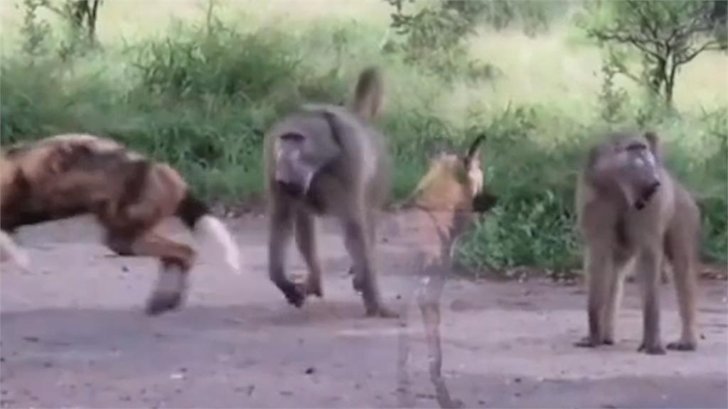 單挑7隻非洲野犬！兇猛狒狒震懾狗群　網驚：根本沒把牠們放在眼裡