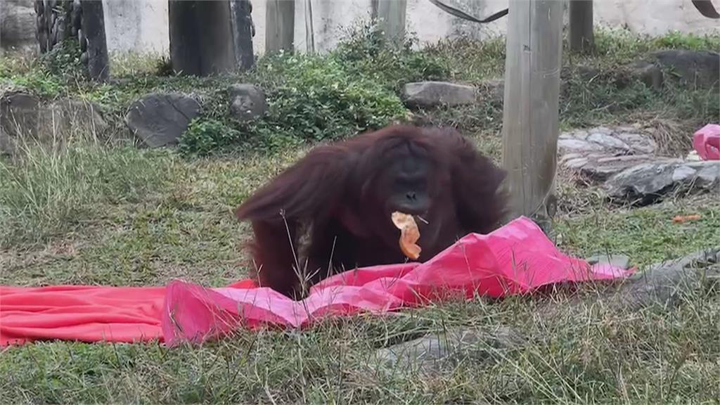 凍未條！ 綠蠵龜冷到凍不了擱淺 　動物園、水族館防寒大作戰