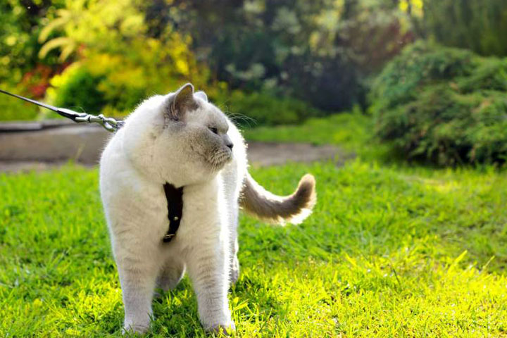 寵物愛很大／朕要微服出巡啦～訓練貓咪跟你出門散步的方法