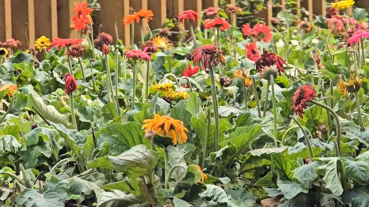 新竹18尖山賞枯花？整片花叢爛光　市府：強降雨所致