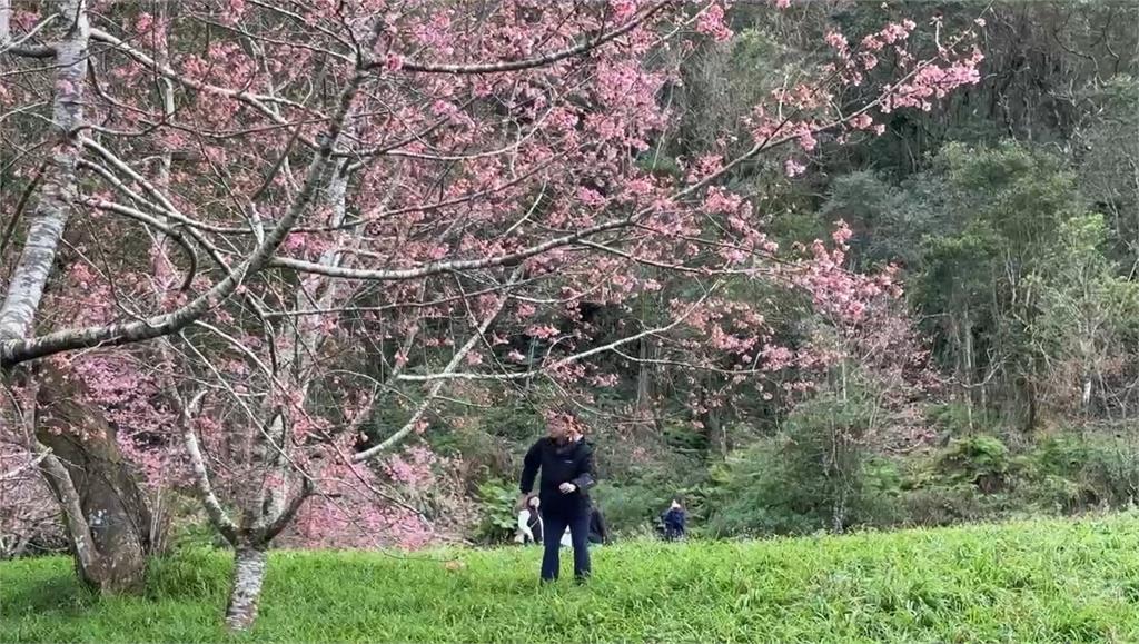 連假好去處！一探人間仙境　花蓮2景點滿滿櫻花