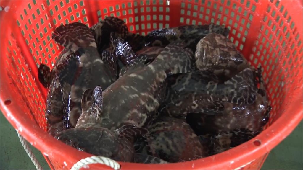 快新聞／中國禁台灣石斑魚　農委會鎖定美加等潛力市場外銷