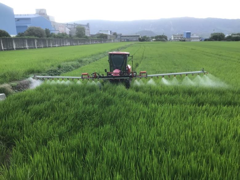 本土黑殭菌防治率超過7成！台東農改場與中興大學合作　預防稻黑椿象危害有機稻田