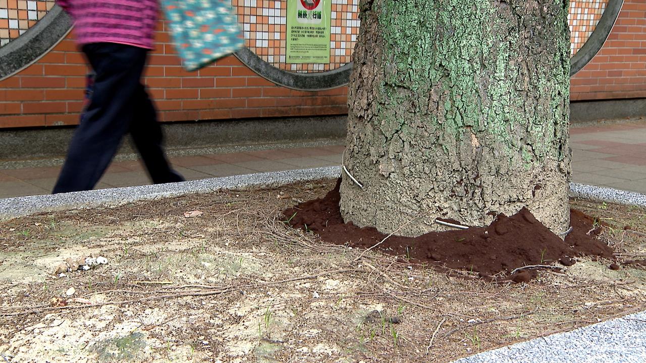 長知識！咖啡渣不能直接施肥　發酵生熱反「燒傷」植物根部