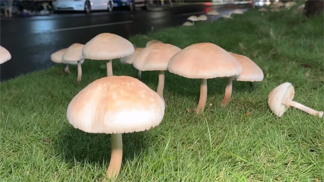 高雄連日大雨公園竟成「菇菇森林」！里長曝「這1菇」亂採亂食恐中毒