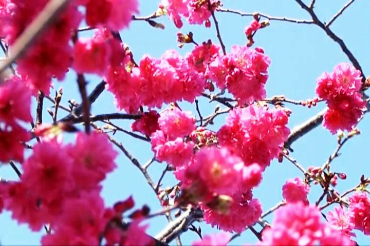 櫻花把泰安派出所染粉了！「這個時間」來最美
