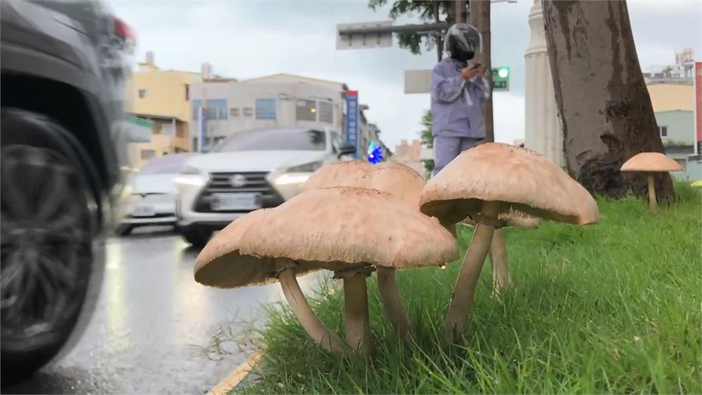 西南氣流影響　近兩週豪雨不斷　高雄市區驚見「生菇」民眾搶拍照