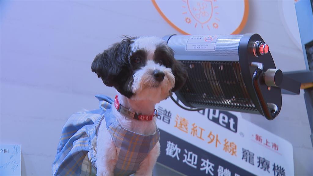 高雄寵物展登場　英美品種貓現身萌翻全場