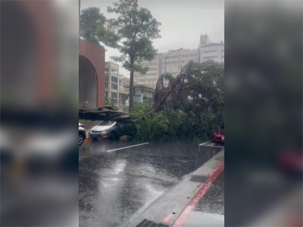 快新聞／風雨太強！北市西門町路樹倒塌　兩台車被壓毀