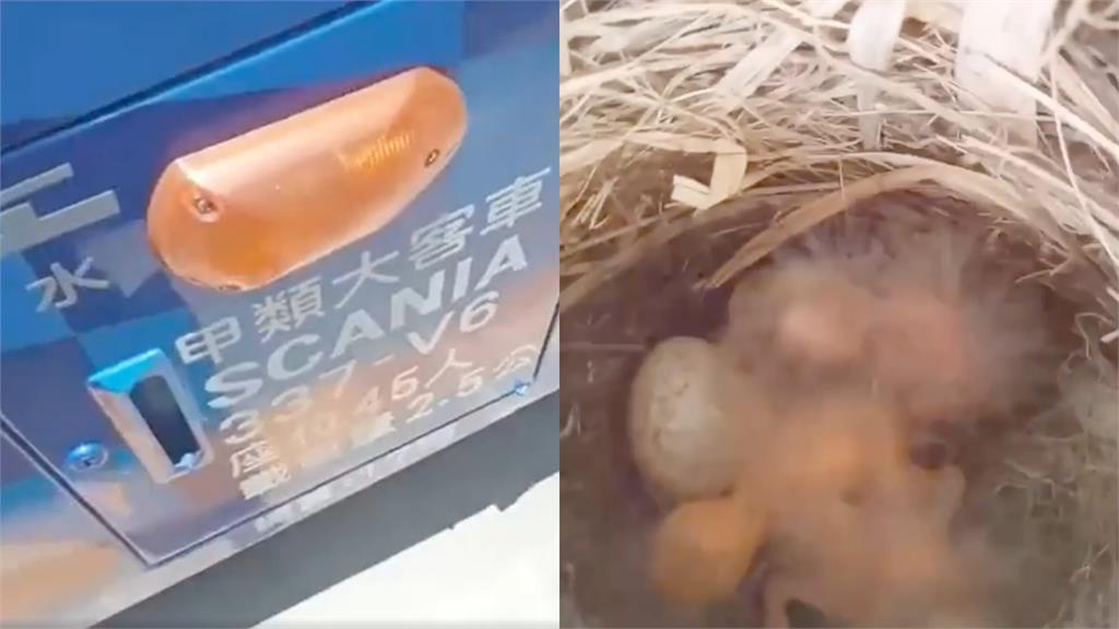 遊覽車停太久…竟出現「鳥巢」！網見幼鳥孵化嘆：哭笑不得