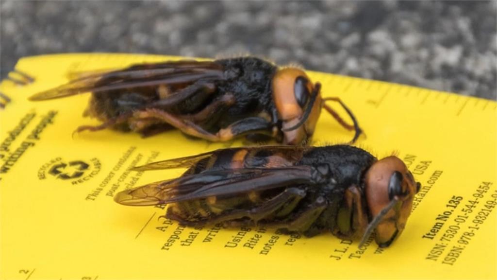 驚！大虎頭蜂危害人類衝擊生態 美國展開捕蜂行動
