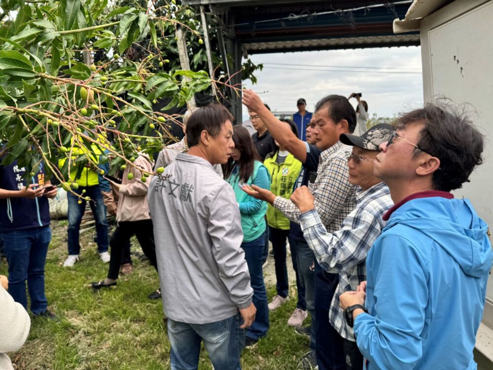 台東「改良種芒果」救助即日申辦 饒慶鈴不捨:協助農友產業復甦