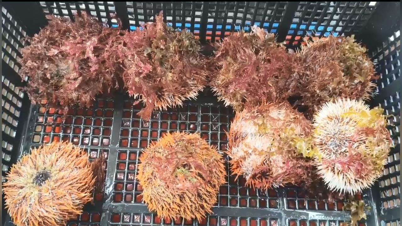 養好海膽得先養好海草　揭密澎湖海洋養殖業的努力