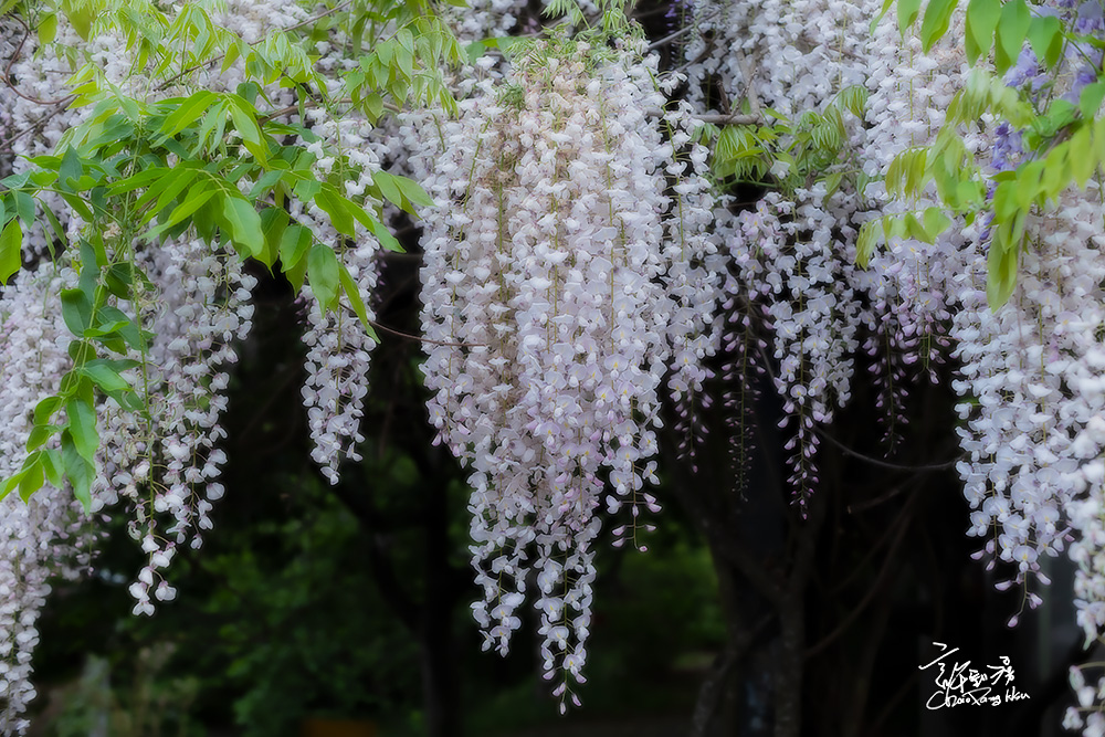 超夢幻！ 武陵農場白藤盛開成串下垂 花朵搖曳宛如白色瀑布
