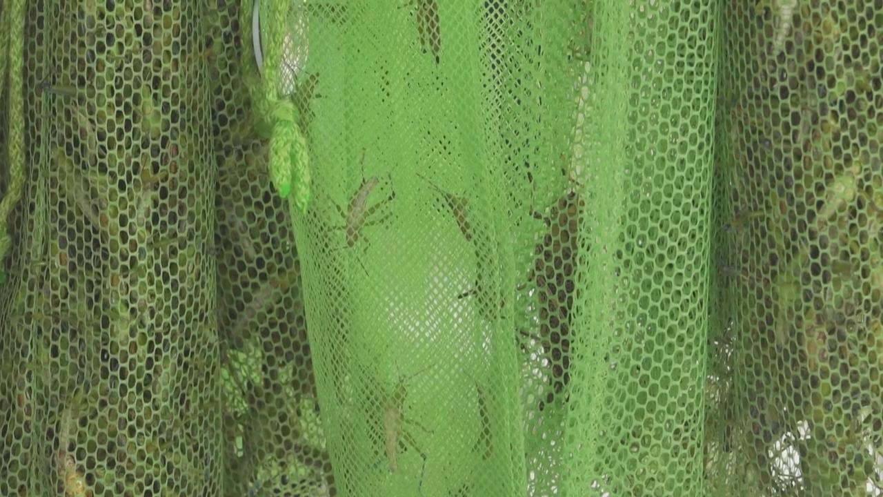 墨西哥人歡度蚱蜢節　小昆蟲成為高蛋白珍饈