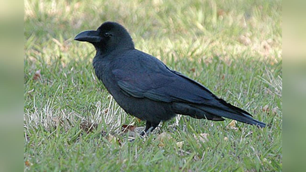 烏鴉築巢找材料 迪士尼長髮公主樂佩慘遭「拔毛」