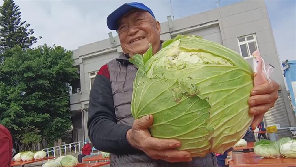 新高麗菜王比賽　洪丙炎單顆14.2斤奪菜王寶座