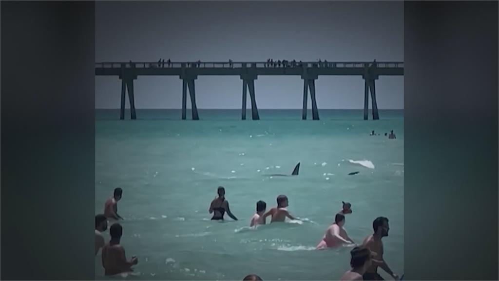 直擊鯊魚出沒海灘遊客驚聲尖叫　全美今夏鯊魚攻擊已16起