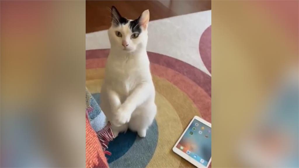 貓咪為1事「拱手拜託」超萌影片破百萬觀看！網笑：網路成癮？