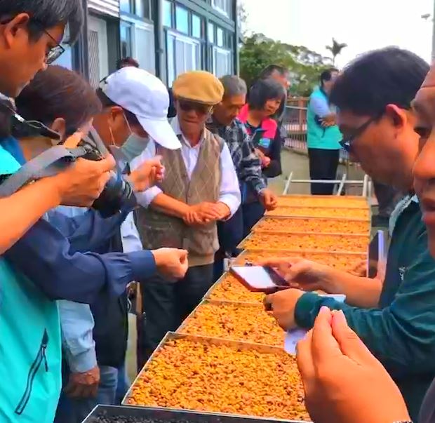 農糧署東區分署推廣　台東咖啡層次分明有果香　吸饕客前來