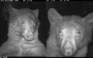 林中攝像機被「野熊當成自拍神器」？鏡頭前擺弄姿態拍下「數百張大頭照」笑壞大眾！