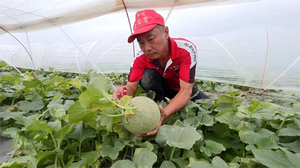 台南將軍受颱風接連侵襲　洋香瓜今年採收少四成以上