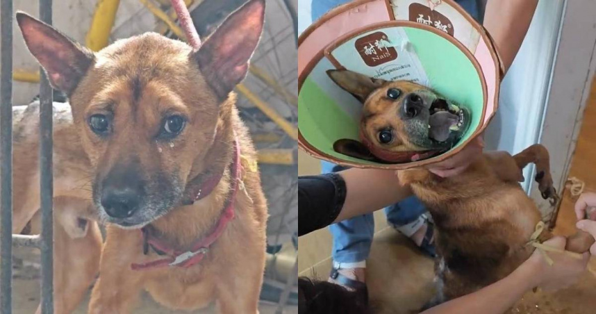 中國版忠犬小八!獨居老人過世「小狗淚守家中不走」 瘦成皮包骨