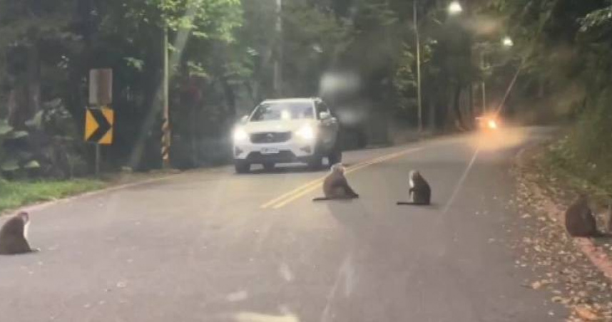 爺奶嚇壞!宜蘭2歲童反鎖困車內 警消趕救遇「猴群擋路」