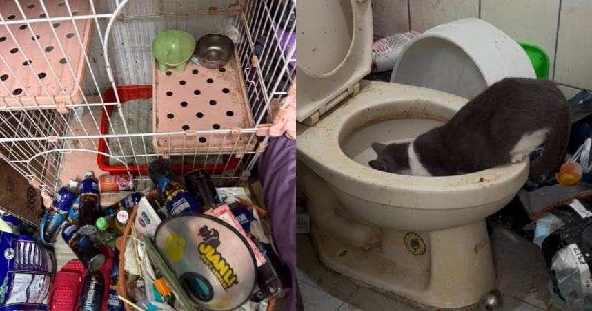 飼主住院沒找人照顧！「14隻貓咪受困」挨餓多天　渴到只能喝馬桶水
